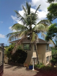 Coconut palm in January 2014